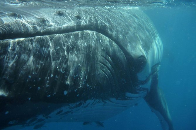 Fraser Island Whale Watch Encounter - Customer Experiences
