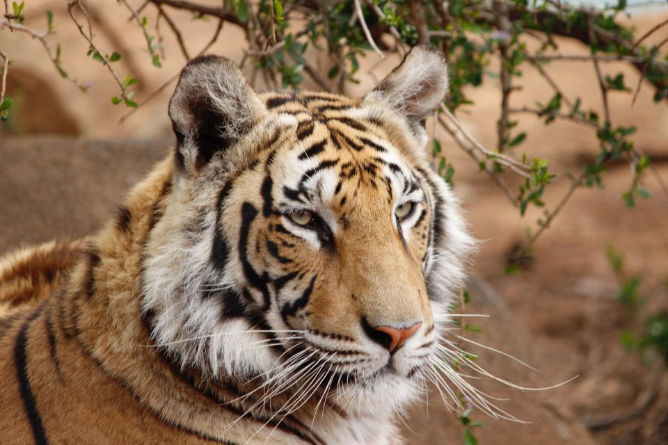 From Delhi: 4-Day Golden Triangle & Ranthambore Guided Tour - Day 2: Agra and Ranthambore