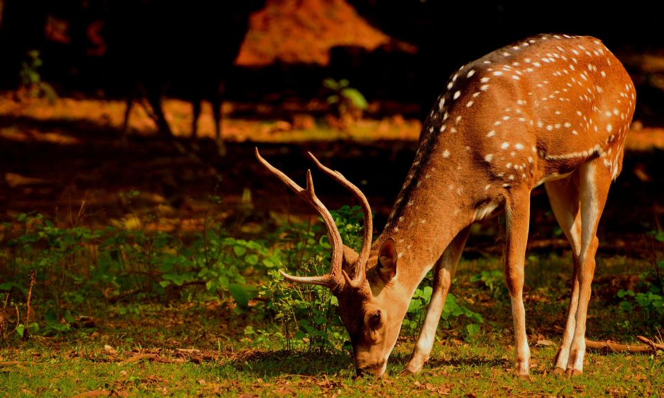 From Jaipur: Overnight Ranthambore Tiger Safari Private Tour - Accommodation Options