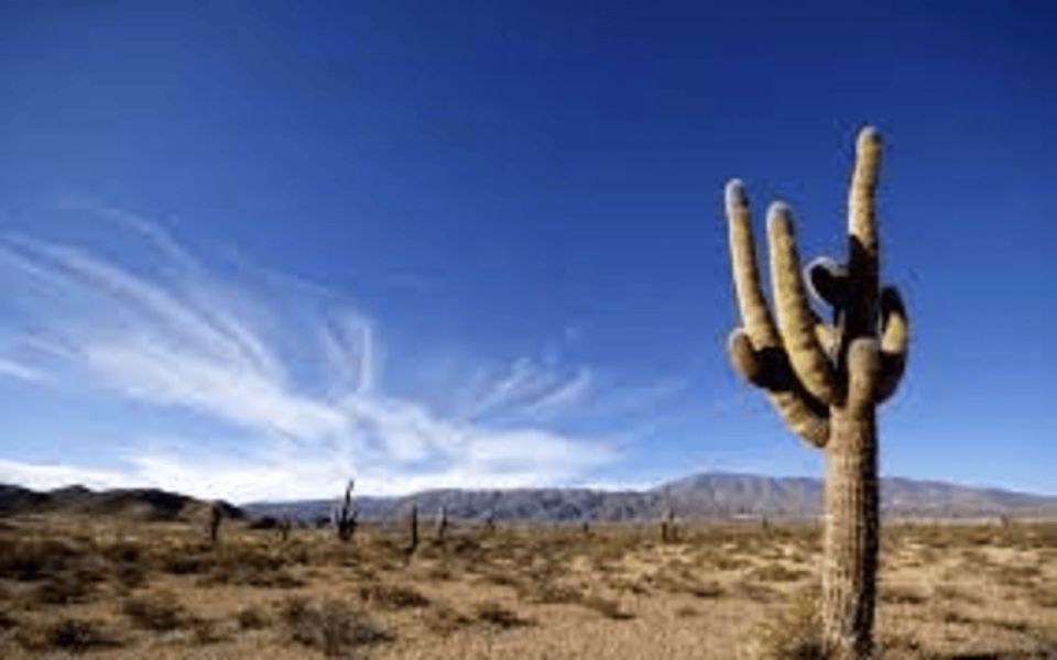 From Salta: Cachi and Los Cardones National Park Tour - Transportation and Logistics