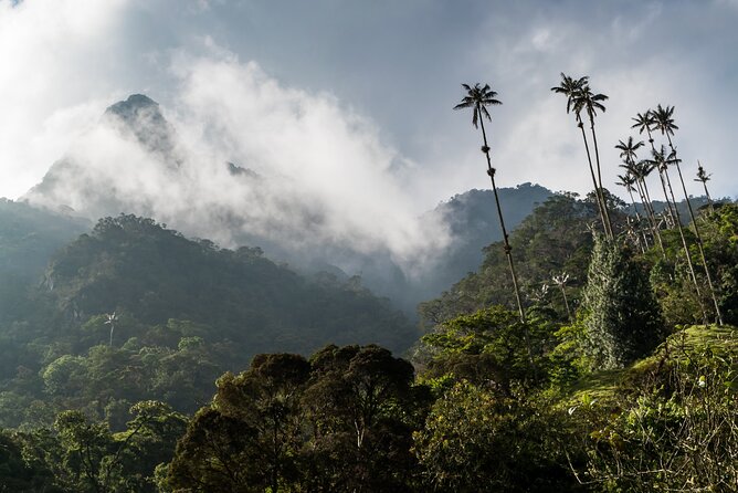 Full Day Climbing the Cocora Valley With Lunch - Additional Meals and Options