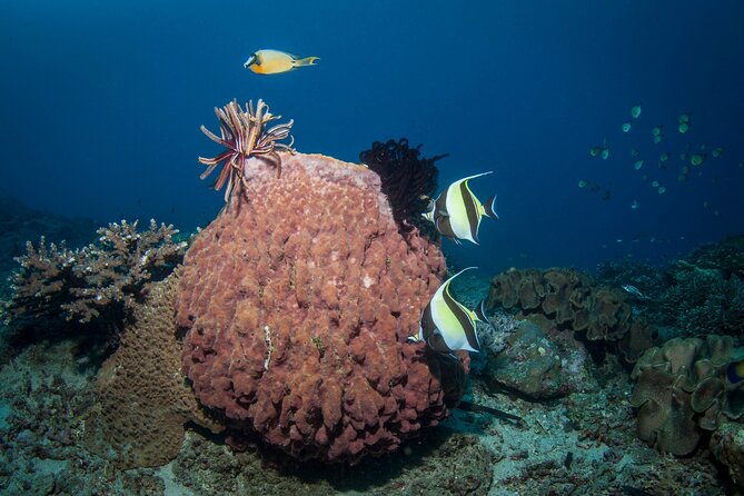 Full-Day Discover Scuba Diving Tour for Beginners in Tulamben - Equipment Provided