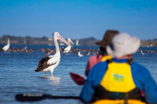 Full Day Kayaking Tour in Coorong National Park - Customer Reviews and Feedback