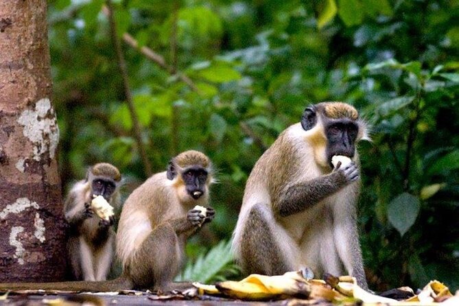 Full-Day Natural Heritage Tour in Barbados With Lunch - Pricing Information