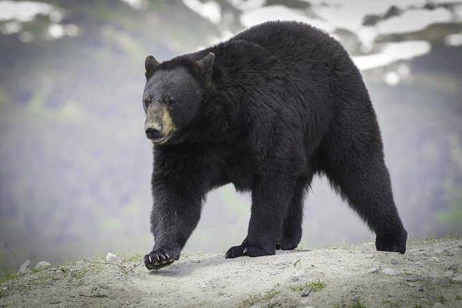 Glacier & Wildlife Discovery Tour - Safety and Weather Considerations