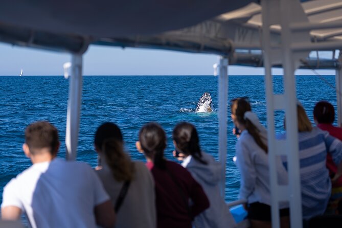 Gold Coast Whale Watching Cruise - Experience Highlights