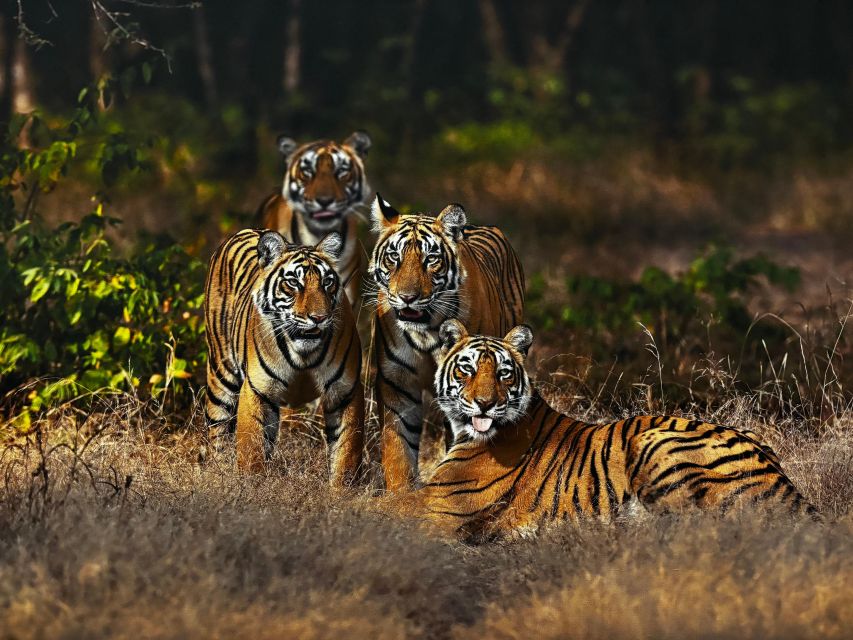 Golden Triangle Tour With Ranthambore by Car 6 Nights 7 Days - Accommodation Options