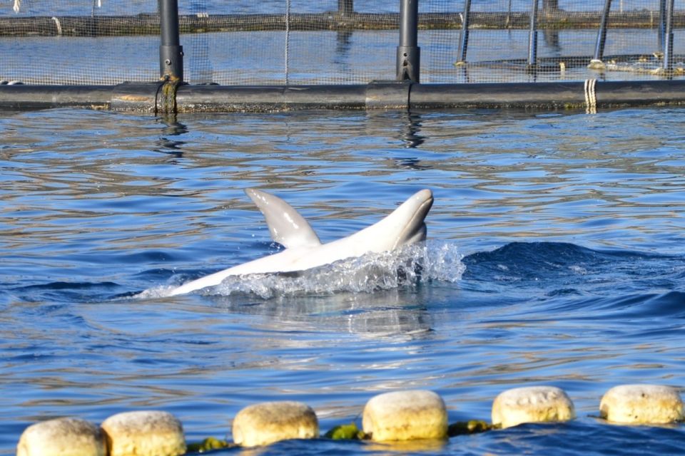 Golfo Aranci: Eco-Friendly Dolphin Watching Boat Trip - Important Restrictions