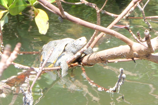 Guided Kayak Eco Tour - Bunche Beach - Meeting Point Details