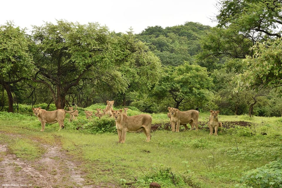 Gujarat: Gir National Park Forest Lion Safari in Open Jeep - Transportation Options