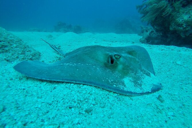 Half Day Scuba Diving Trip in the Florida Keys - Meeting Point and Logistics