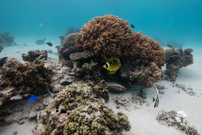 Half Day Snorkel 2.5hr Turtle Tour on the Ningaloo Reef, Exmouth - Health and Safety Guidelines