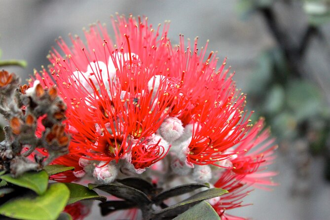 Hawaii Volcanoes National Park and Hilo Highlights Small Group Tour - Physical Requirements and Recommendations