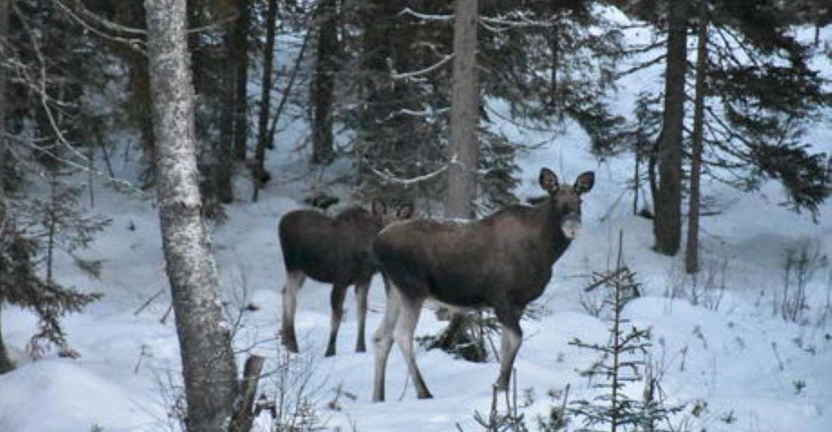 Hønefoss: 2-Day Moose Safari in Oslo's Wilderness - Day 1 Activities