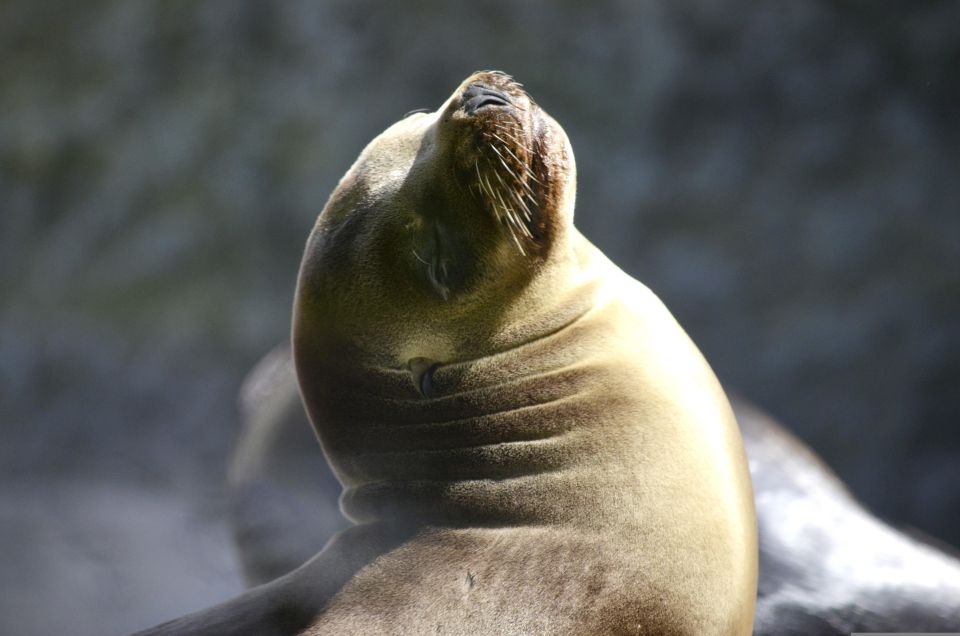 Islas Ballestas Boat Tour - The Galapagos of Peru - Safety and Accessibility