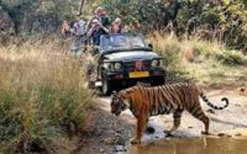 Jaipur City Tour With Ranthambore Tiger Safari - Day Two Experience