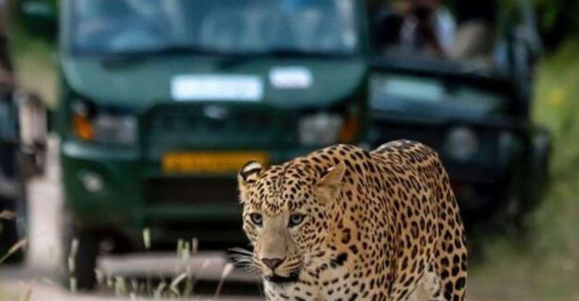 Jaipur: Jhalana Leopard Safari Private Tour - Nearby Attractions in Jaipur