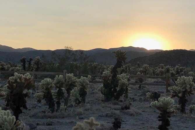 Joshua Tree National Park Driving Tour - Accessibility and Age Restrictions