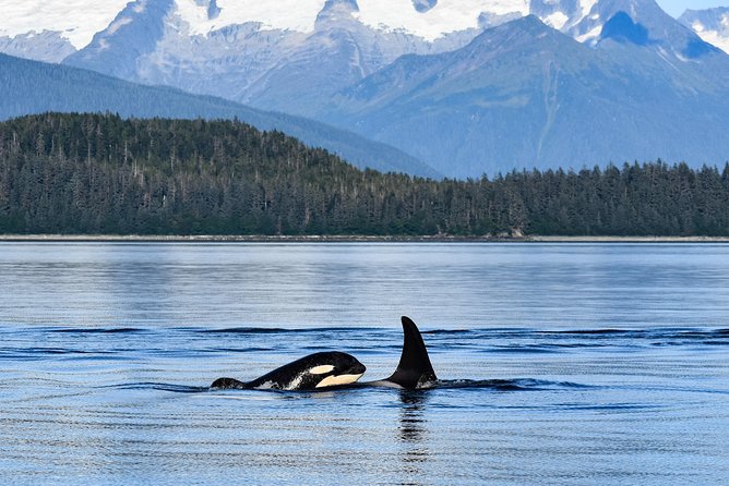 Juneaus Premier Whale Watching - Wildlife Sightings and Highlights