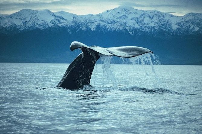 Kaikoura Whale Watch Day Tour From Christchurch - Customer Experiences