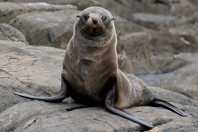 Kangaroo Island 75-Minute Coastal Safari - Booking Information