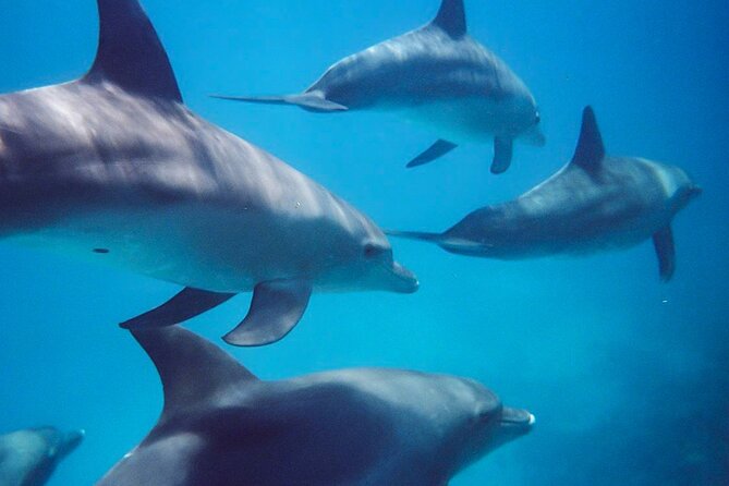 Kangaroo Island - Swim With Dolphins/Seals/Coastal Snorkel - Equipment and Amenities Provided