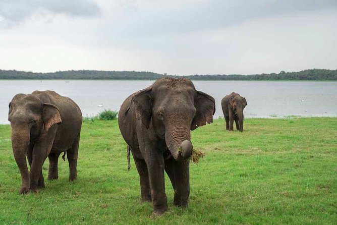 Kaudulla National Park Shared Safari - Important Visitor Information