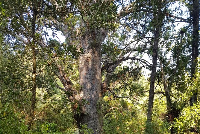 Kawiti Glow Worm Cave Tour & Opua Forest Walk - Environmental Care