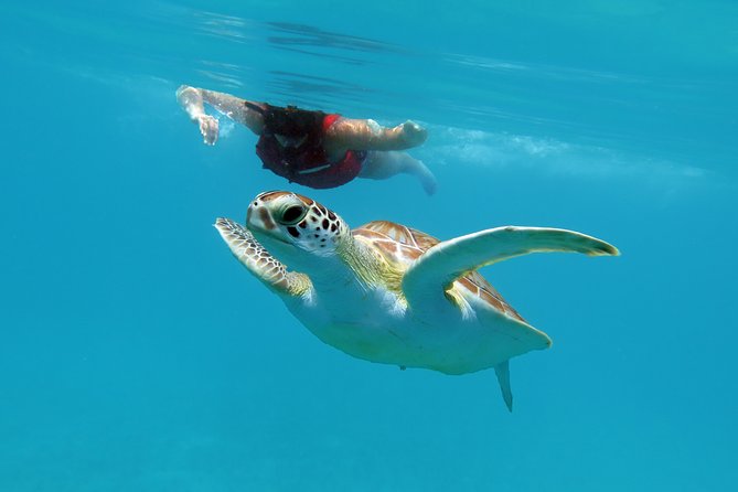 Kayak and Sea Turtle Snorkel With Beach Break - Booking and Cancellation Policies