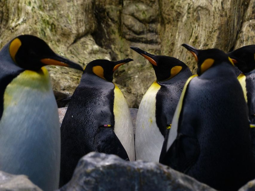 King Penguin & Tierra Del Fuego Tour - Customer Reviews