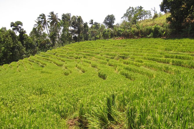 Knuckles Spice Trail Trek From Kandy - Health and Safety Considerations