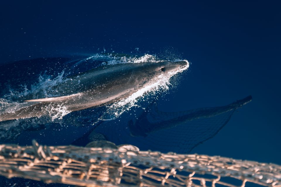 Lampedusa: Sunset Dolphin Sighting on a Pirate Ship - Dining and Entertainment