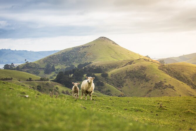 Larnach Castle Tour & Wildlife Cruise (Dunedin Shore Excursion) - Tour Highlights