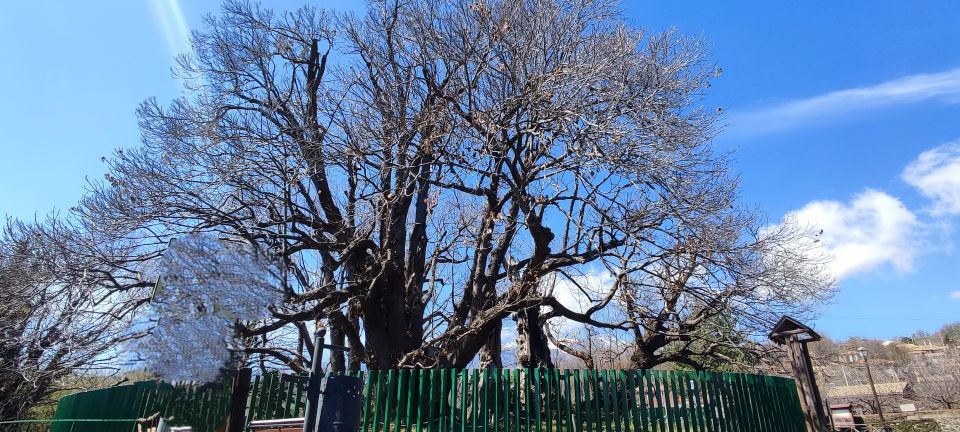 Linguaglossa: North Etna Guided Forest Walking Tour - Experience and Immersion