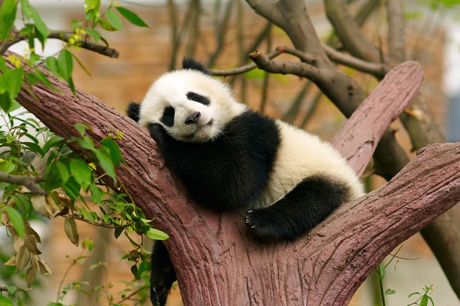 LIVE Streaming: Meet Pandas at Chengdu Research Base of Giant Panda Breeding - Participant Feedback