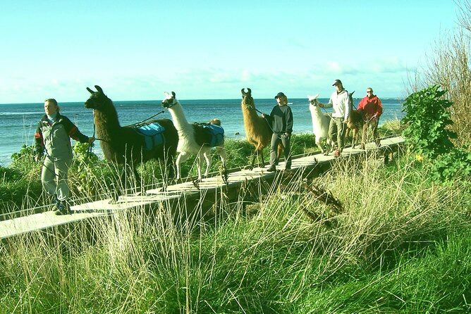 Llama Trek (Half-day) - Kaikoura Bay, Beaches & Seal Colony - Accessibility Details