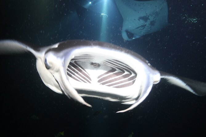 Manta Ray Night Snorkel Tour From Kona - Customer Feedback Highlights