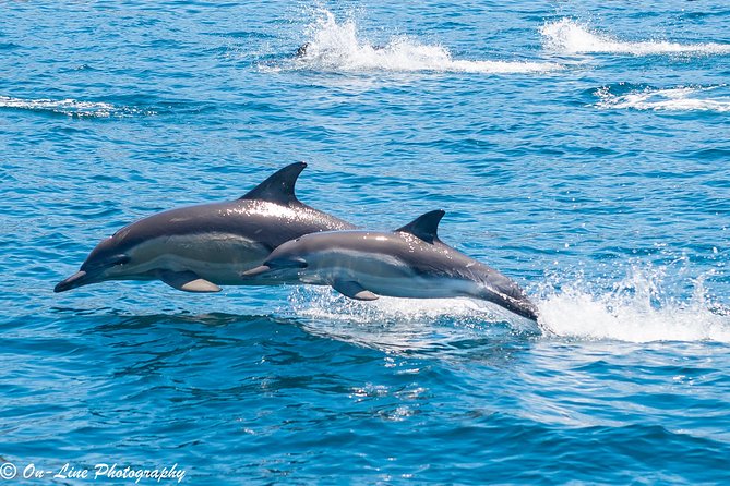 Maria Island Cruise and Guided Walk Day Tour With Lunch and Drinks - Accessibility and Family-Friendly Features