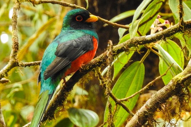 Mindo Private Tour With Birding, Waterfalls, Zip-Line, Chocolate - Wildlife and Birding Opportunities