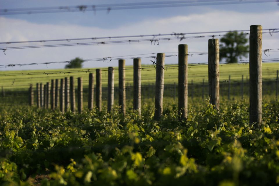 Montefalco: Winery and Vineyard Tour and Private Tasting - Customer Experiences