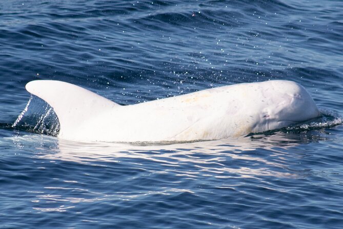 Monterey Whale Watching Tour - Booking Information