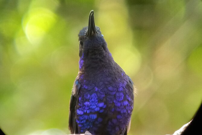 Monteverde Cloud Forest Biological Reserve Birdwatching Tour - Alternative Birdwatching Options