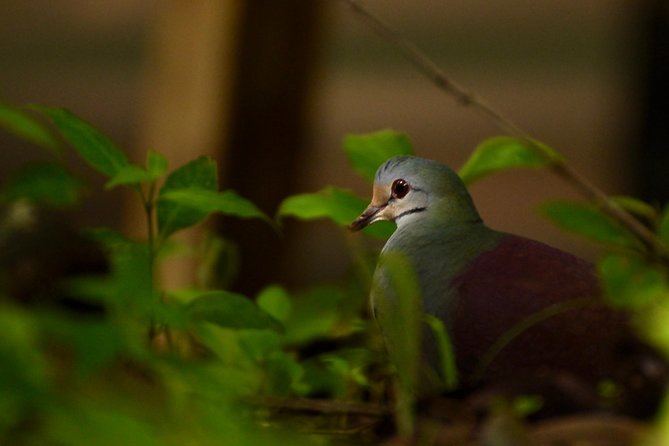 Monteverde Cloud Forest GUIDED Walk and Hummingbird Sanctuary - Physical Requirements and Accessibility