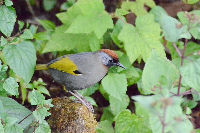 Mount Doi Inthanon Hiking & Bird Watching - Bird Watching Experience