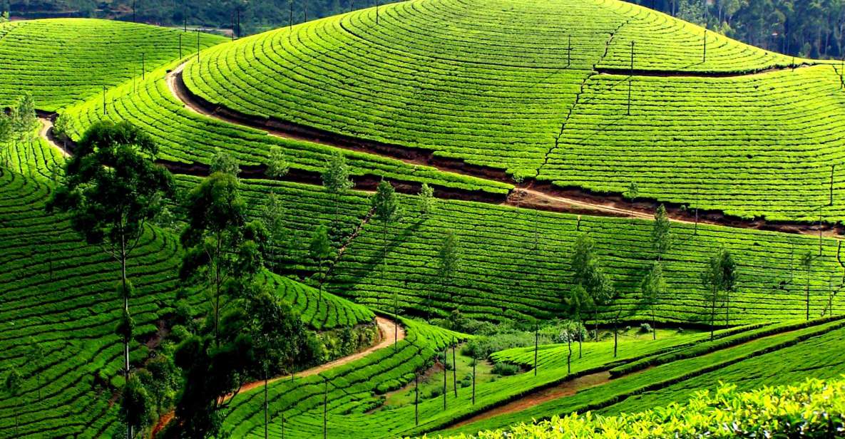 Munnar Private Day Trip - Local Guide Information