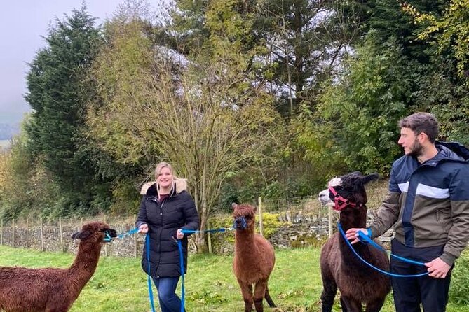 Naze View Farm Alpaca Experience - Accessibility Information