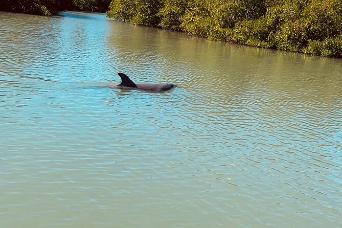 New Smyrna Dolphin and Manatee Kayak and SUP Adventure Tour - Accessibility Information