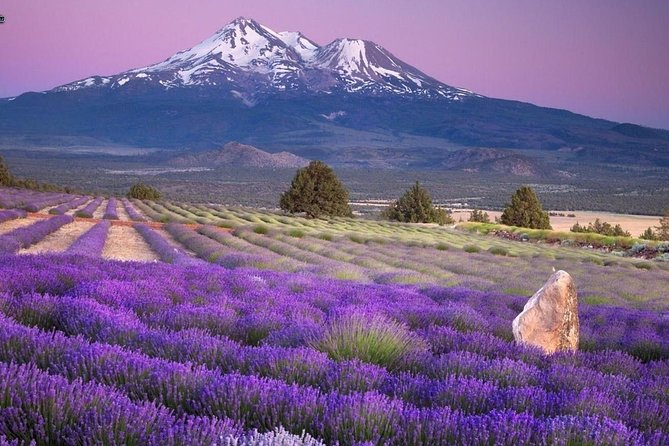 Nice: Gorges of Verdon and Fields of Lavender Tour - Customer Reviews