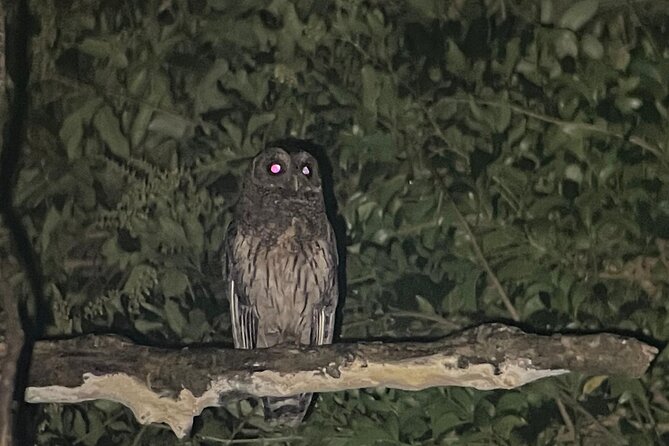 Night Walk Tour Monteverde - Participant Feedback and Reviews