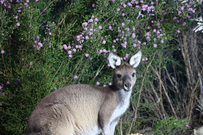 Nocturnal Wildlife Tour From Busselton or Dunsborough - Customer Experiences